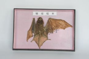 标本蝙蝠标本
